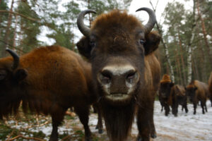 European bison, Bison bonasus, Drawsko Military area, Western Pomerania, Poland