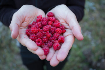 A handful of wild raspberry (Rubus idaeus) picked in forest meadow. Central Apennines