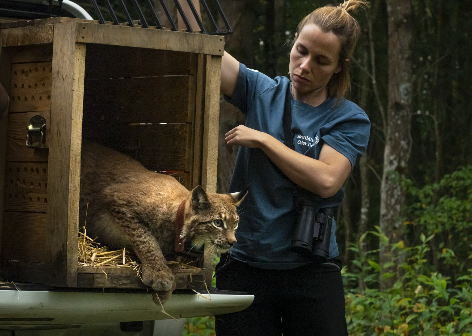 Lynx being released in September 2023 in Poland by Wiebke Brenner of Rewilding Oder Delta, in partnership with ERN member ZTP and funded through the European Wildlife Comeback Fund.