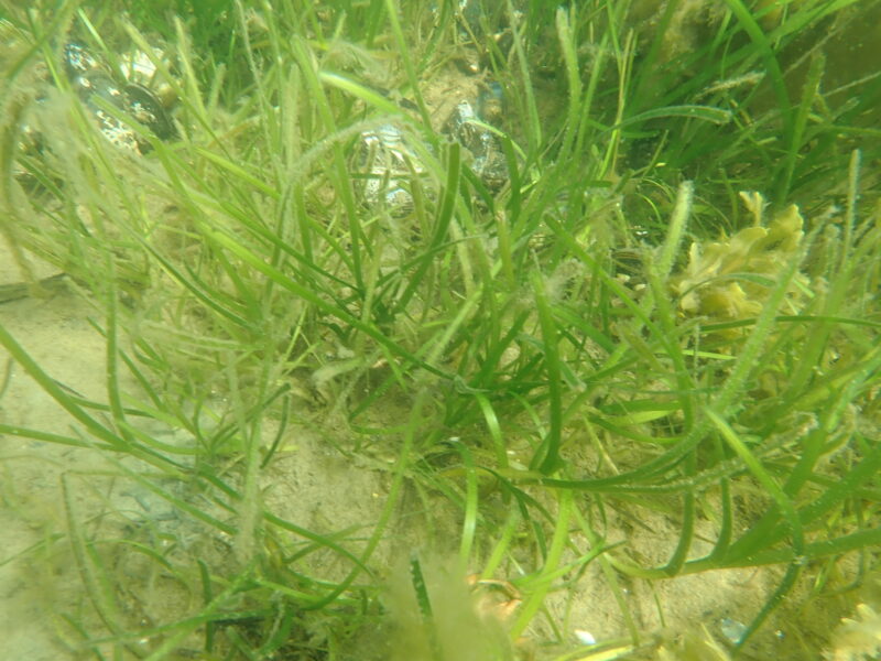 Seagrass meadow at Seebar Kiel