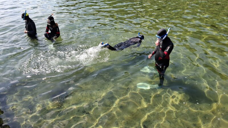 Snorkelling excursion to the sea grass meadow