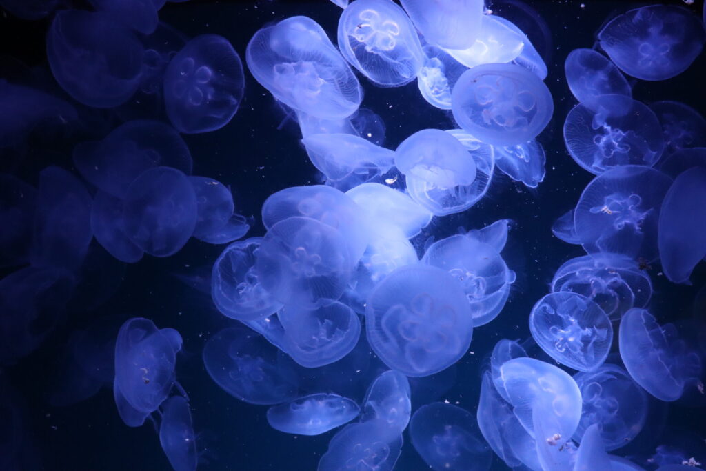 Aquarium mit Quallen im OZEANEUM Stralsund