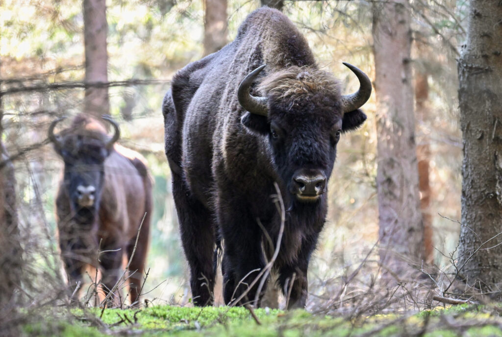 Wisente im Wald in Polen