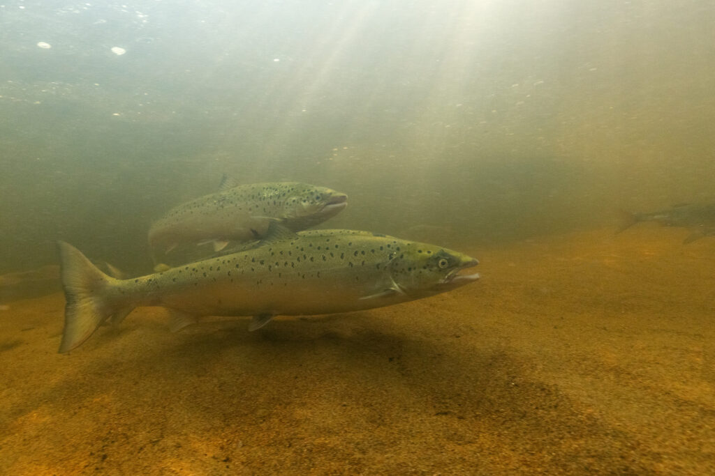 Salmon depend on free-flowing rivers to reach their upstream spawning grounds—removing barriers gives them a chance to complete their life cycle.