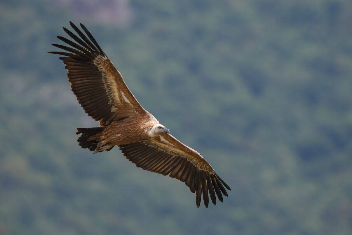 Griffon vulture
