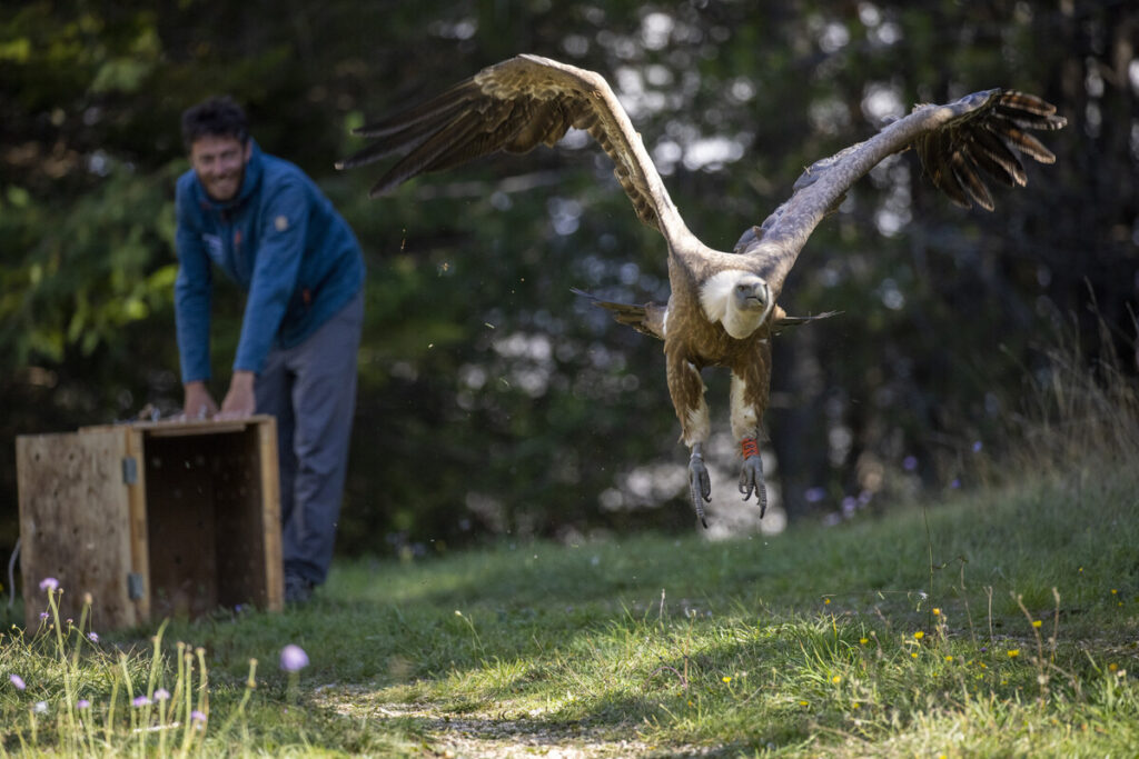 Rewilding Apennines field officer Fabrizio Cordischi releases a griffon vulture (Gyps fulvus) after GPS tagging operations. Velino Nature Reserve, Abruzzo - Central Apennines, Italy. 2021