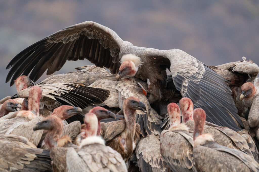Large group of griffon vultures feeding; image taken from Madzharovo wildlife photo-hide