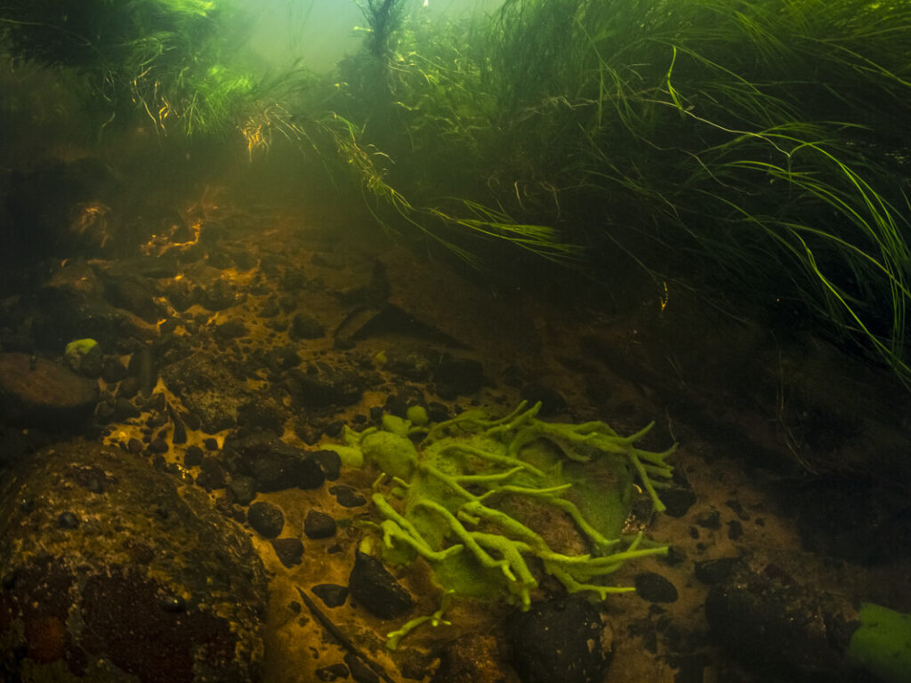 Neil Aldridge / Rewilding Europe