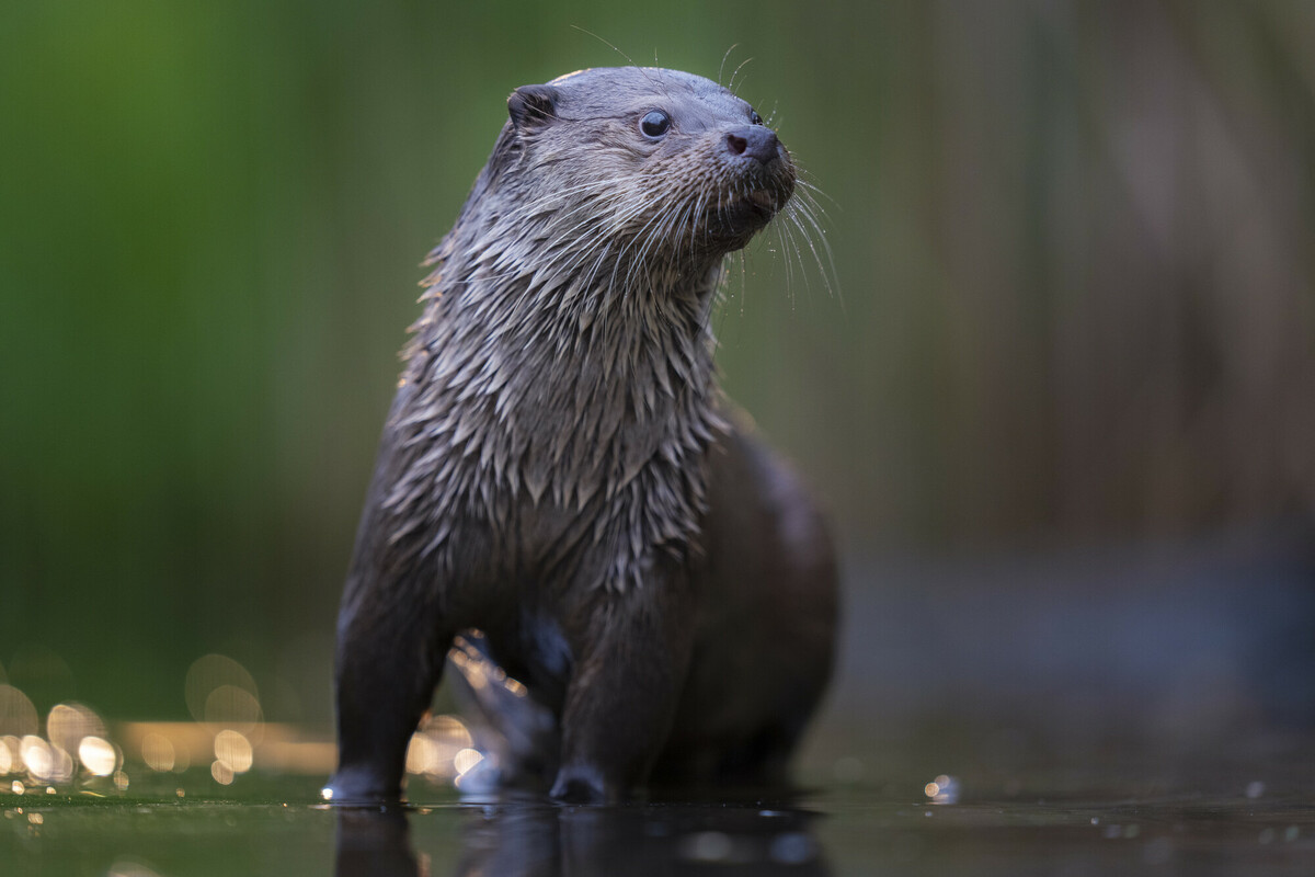 Eurasian otter, Lutra lutra
