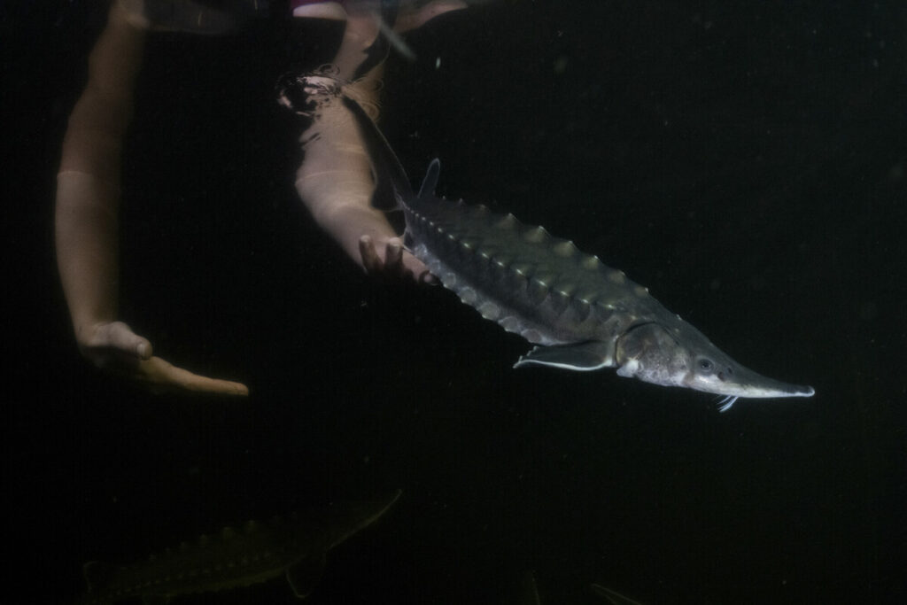 Before their departure from Germany, the sturgeon were kept in a tank for three days, with conditions mimicking those in Sweden.