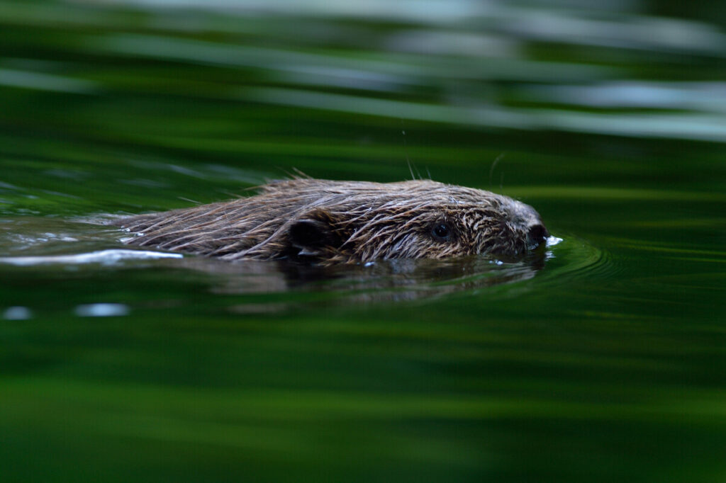 Beaver (Castor fiber) in the Peene valley, Peene river, Anklam, Germany