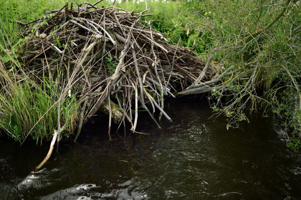 Beaver lodge, Castor fiber, Peene river, Anklam, Germany
