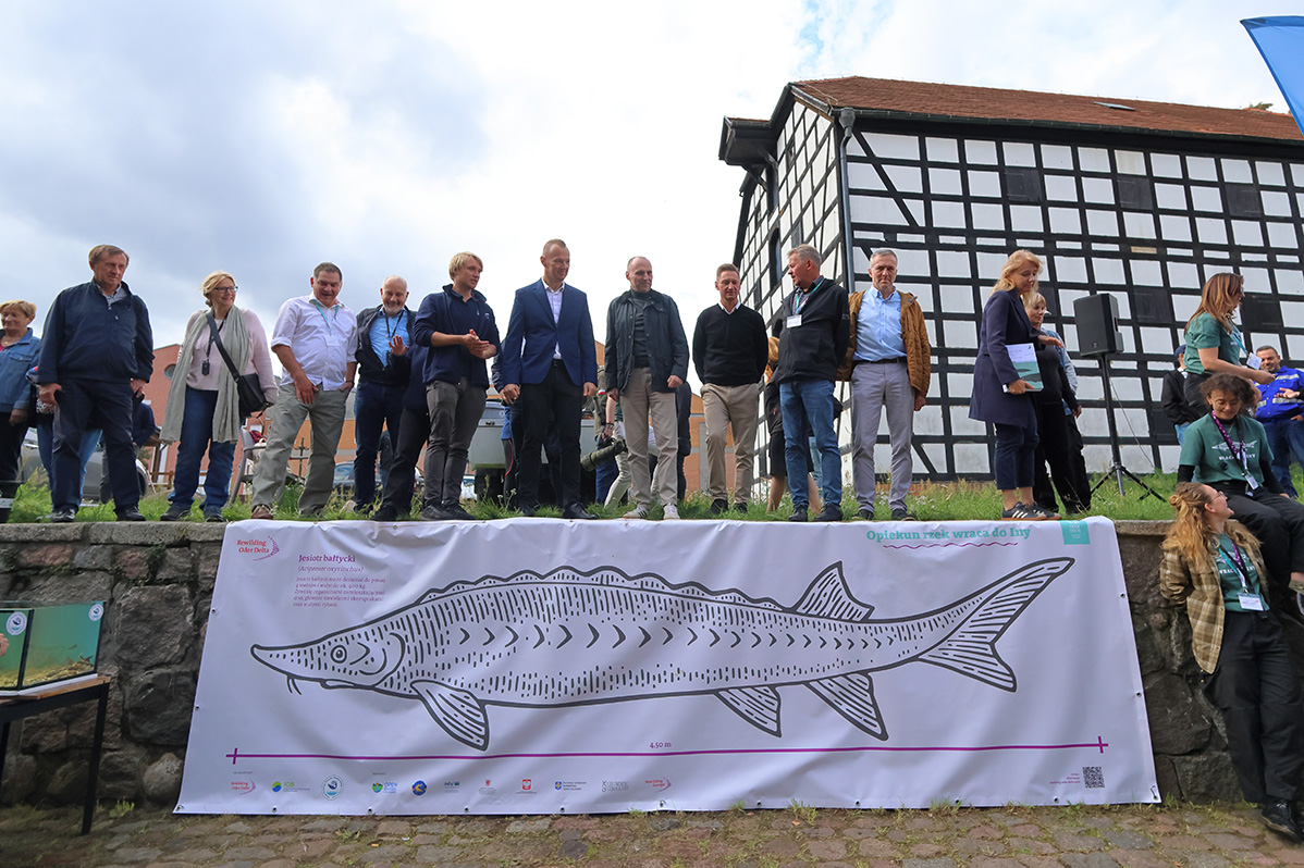 The participants gather: A fully grown sturgeon can reach a length of up to 4.50 meters and weigh 400 kg, as shown by the lifelike banner on the Ina.