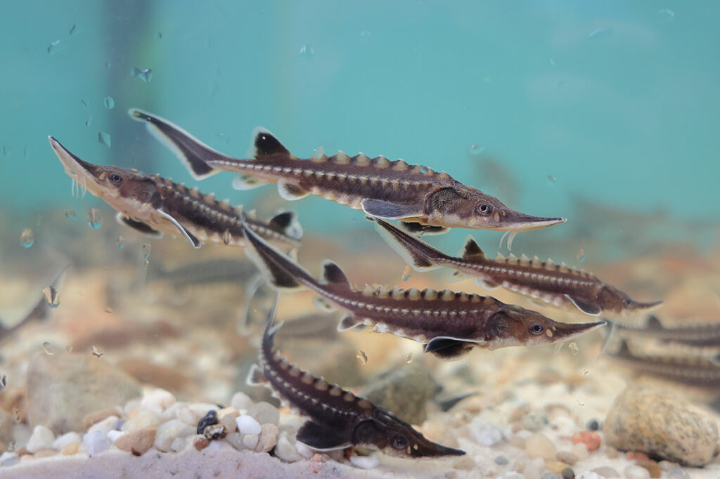 Fifteen juvenile specimens and several thousand smaller fish, each about 15 centimeters long, were released.