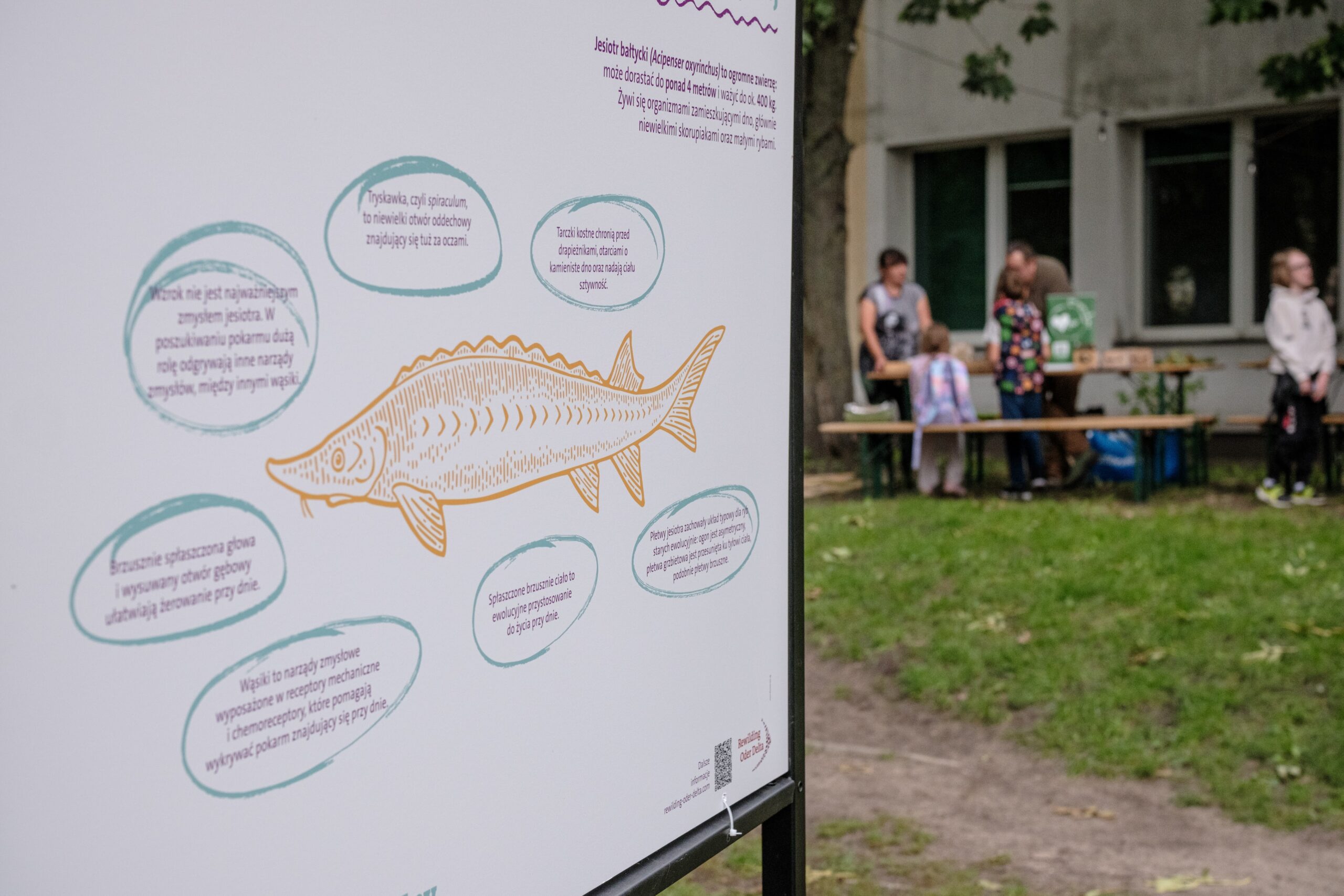 Sturgeon exhibition by Rewilding Oder Delta