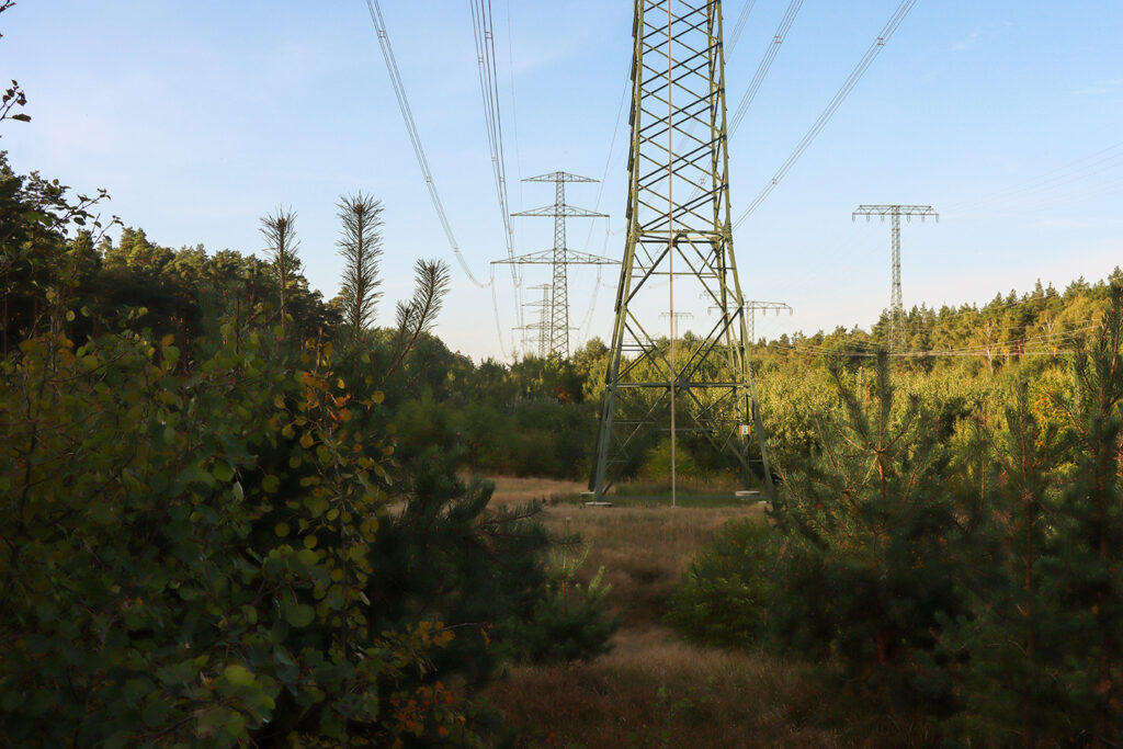 Korytarze linii energetycznych mogą stać się ostojami dla rzadkich gatunków