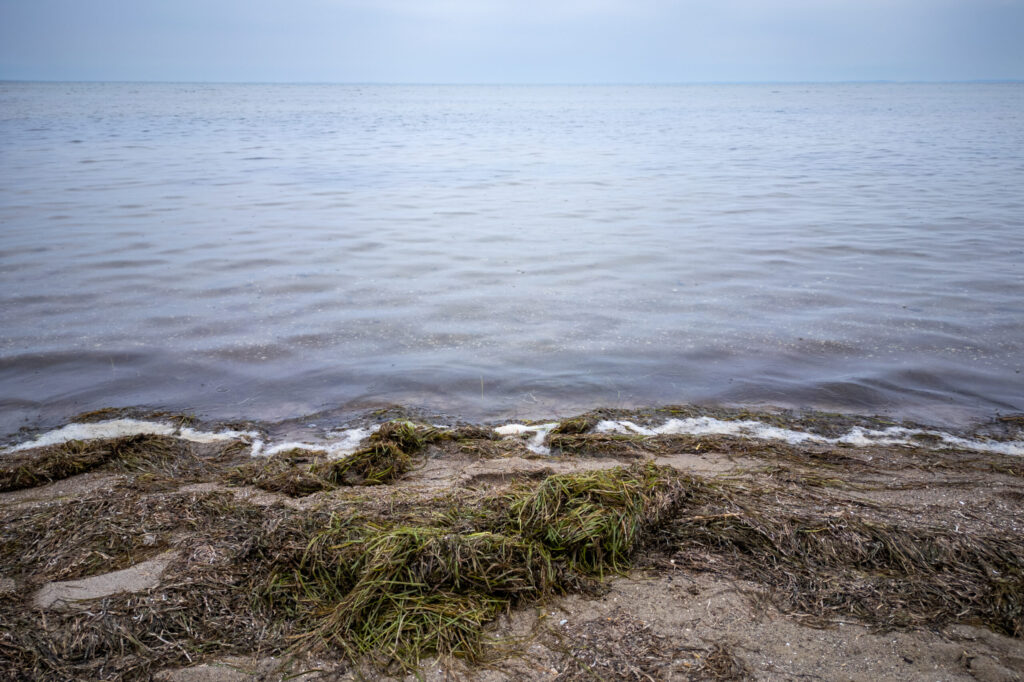 Washed up seagrass which has been displaced after a storm. Lubmin, Oder Delta, Germany.