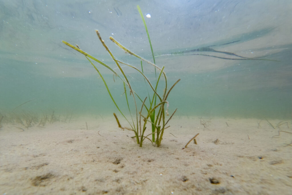 Seagrass growing in the Baltic sea, Oder Delta, Germany