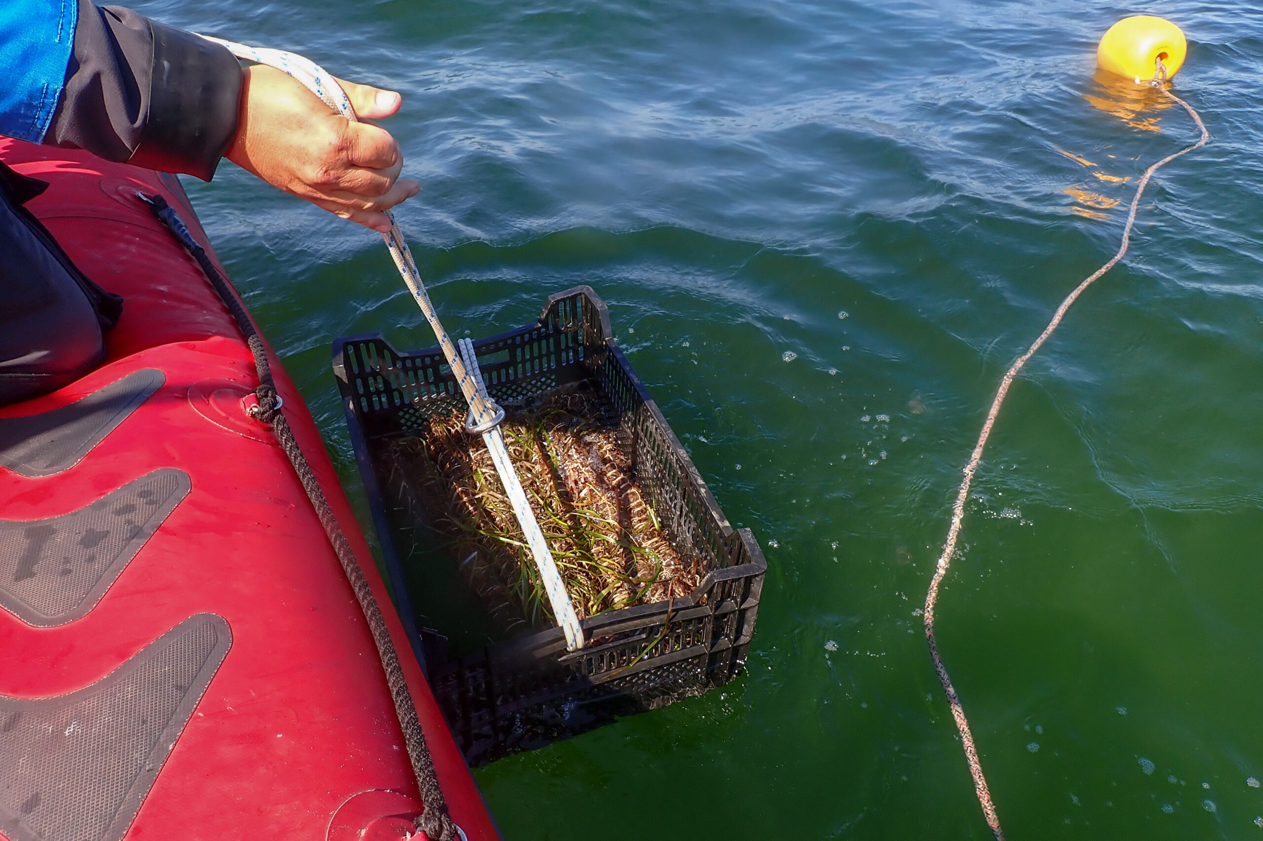 Seagrass ropes are being lowered into the Baltic Sea, Oder Delta, Germany