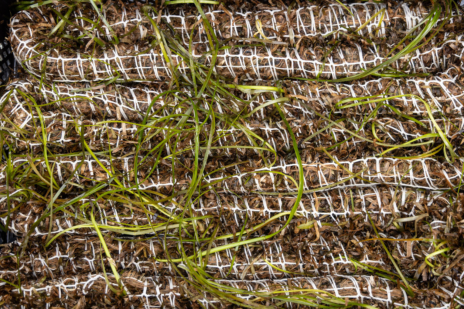 Rope, made from dried seagrass plants, complete with newly integrated living seagrass plants, ready for planting. Oder Delta, Germany.