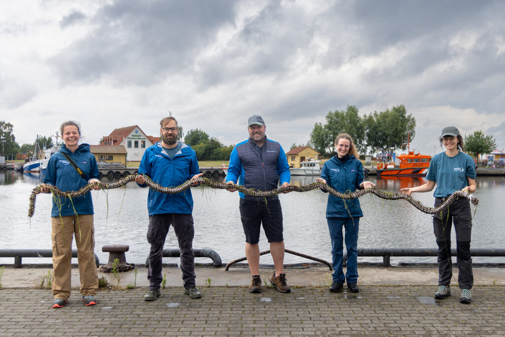 The Rewilding Oder Delta team, together with Zostera Tec partner, Heinrich Meusel, hold a finished seagrass rope - ready for planting on the seabed. Oder Delta, Germany.