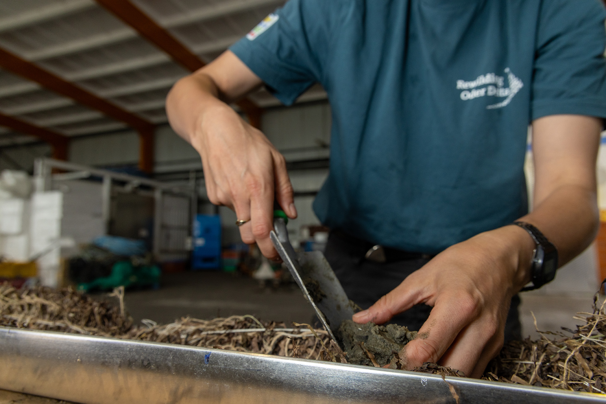 Rewilding Oder Delta volunteer placing sandy sediment into a seagrass rope, ready for planting in new plants. Oder Delta, Germany.