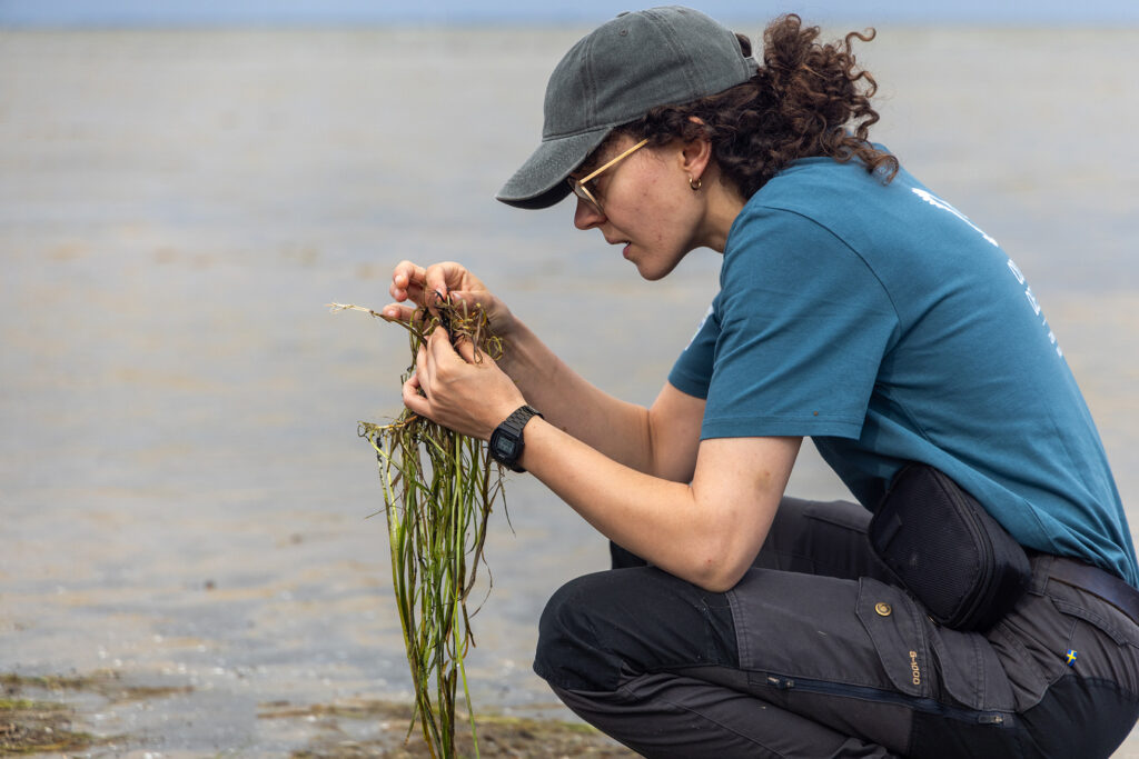 Rewilding Oder Delta volunteer collecting seagrass from the shore which has been displaced after a storm.