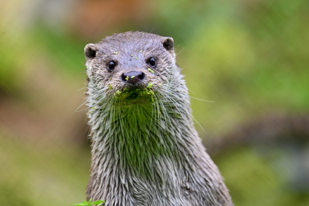 Eurasian otter (Lutra lutra)